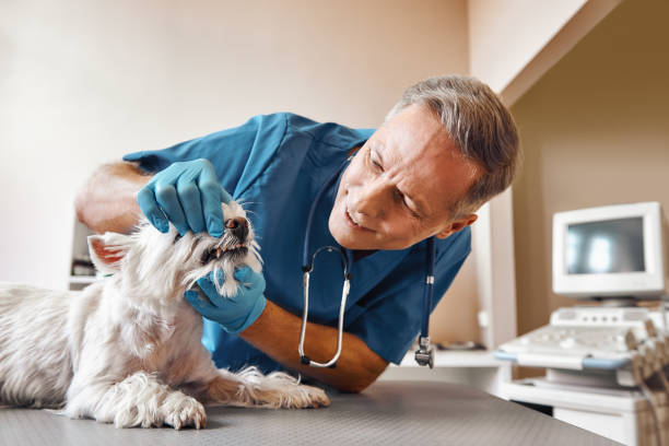 Best Emergency Tooth Extraction in Utica, MI